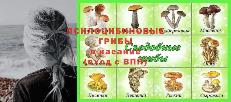 Псилоцибиновые грибы прущие грибы  где можно купить   Инза 